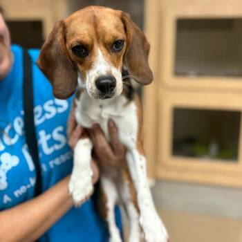 Raspberry - Chino Hills Location -  Beagle Dog for Adoption in Chino Hills, California - Raspberry - Chino Hills Location | PetCurious