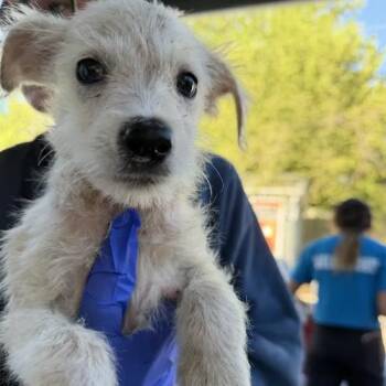 Jason Funderberker -  Labrador Retriever Dog for Adoption in Austin, Texas - Jason Funderberker | PetCurious