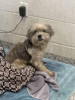 Otis -  Mixed Breed Dog for Adoption in Kansas City, Missouri - Otis | PetCurious