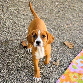 Terrier Dogs Available for Adoption in Hopkinton, Massachusetts - Ariel | PetCurious
