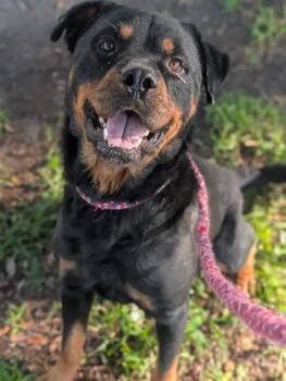 GROWLITHE -  Mixed Breed Dog for Adoption in Jacksonville, Florida - GROWLITHE | PetCurious