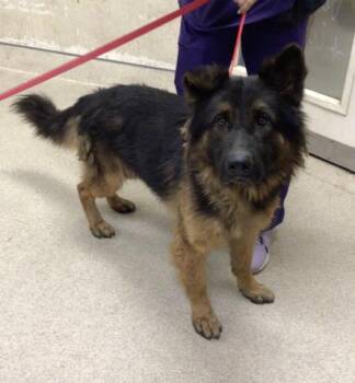 Rescue German Shepherd Dog Dogs for Adoption in Riverside, California - PUMPKIN | PetCurious