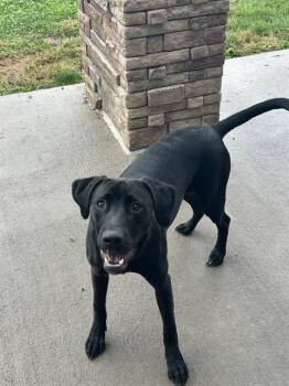 SHADOW PARTON -  Labrador Retriever Dog for Adoption in Pueblo, Colorado - SHADOW PARTON | PetCurious
