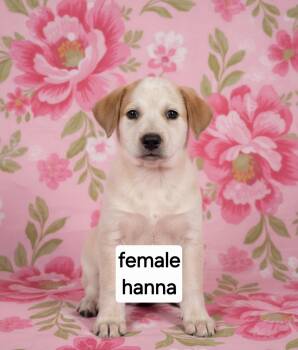 Hanna -  Australian Cattle Dog Blue Heeler Dog for Adoption in Manchester, Connecticut - Hanna | PetCurious