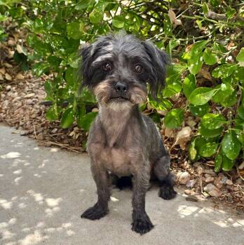 Amiable Lil Mr Abelard - Lap Warmer Poodle -  Poodle Dog for Adoption in North Valley, New Mexico - Amiable Lil Mr Abelard - Lap Warmer Poodle | PetCurious