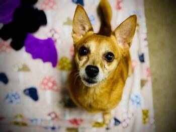 Rescue Chihuahua and Mixed Breed Dogs for Adoption in Orlando, Florida - A579527 | PetCurious