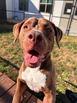 Rescue Pit Bull Terrier and Labrador Retriever Dogs for Adoption in Central Islip, New York - Ed Tag #1527 | PetCurious