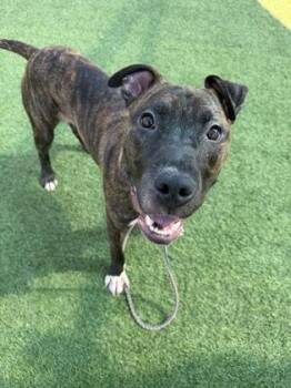 Easton -  Pit Bull Terrier and Mixed Breed Dog Available for Adoption in Kansas City, Missouri - Easton | PetCurious