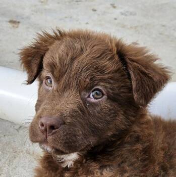Australian Shepherd and Terrier Dogs Available for Adoption - Isla Icon | PetCurious