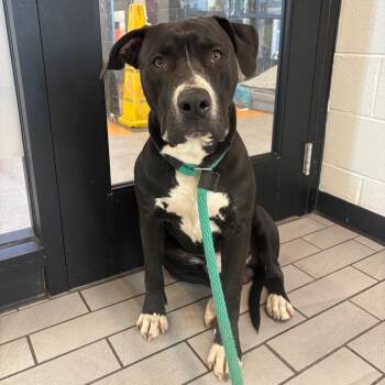 Rescue Mixed Breed Dogs for Adoption in Philadelphia, Pennsylvania - Money | PetCurious