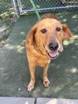 Ruby -  Labrador Retriever and Mixed Breed Dog for Adoption in Picayune, Mississippi - Ruby | PetCurious
