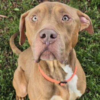 Otis -  Mixed Breed Dog for Adoption in Dubuque, Iowa - Otis | PetCurious