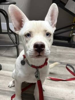 HAPPY -  Pit Bull Terrier and Siberian Husky Dog for Adoption in Redlands, California - HAPPY | PetCurious