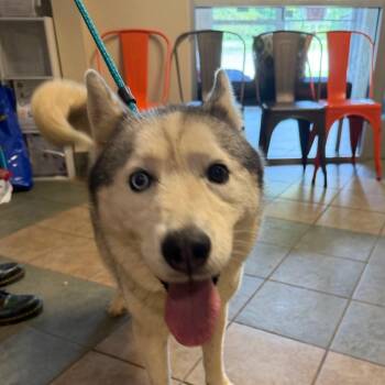 Tuck -  Mixed Breed Dog for Adoption in Chattanooga, Tennessee - Tuck | PetCurious