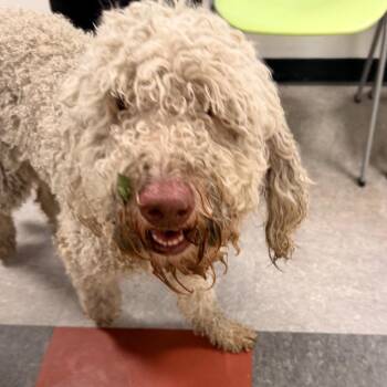 Pom Pom -  Poodle Dog for Adoption in Philadelphia, Pennsylvania - Pom Pom | PetCurious