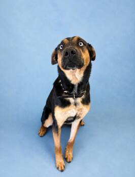 Jasper -  Mixed Breed Dog for Adoption in Rock Springs, Wyoming - Jasper | PetCurious