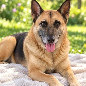 GISSELLE GS -  German Shepherd Dog Dog for Adoption in Lucas, Texas - GISSELLE GS | PetCurious