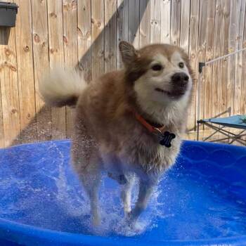 Siberian Husky Dogs Available for Adoption in Freeport, Florida - Gaia | PetCurious