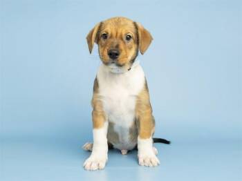 MORGAN -  Carolina Dog and Mixed Breed Dog for Adoption in Phoenix, Arizona - MORGAN | PetCurious