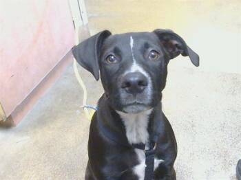SPYRO -  Pit Bull Terrier Dog for Adoption in Sacramento, California - SPYRO | PetCurious