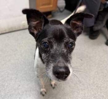 Deuce -  Jack Russell Terrier Dog for Adoption in Creston, California - Deuce | PetCurious