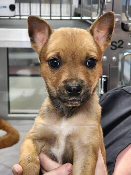 Terrier Dogs Available for Adoption - Chanel | PetCurious