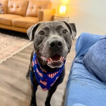 American Staffordshire Terrier and Blue Lacy Dogs Available for Adoption in Friendswood, Texas - Baer Bubbie Your Water Loving Bestie | PetCurious