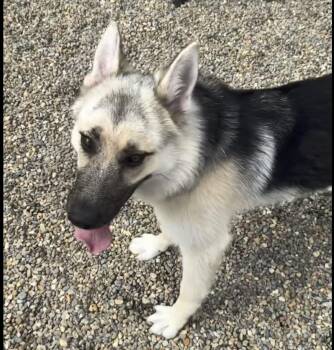 Mindy -  German Shepherd Dog Dog for Adoption in Hilton Head Island, South Carolina - Mindy | PetCurious