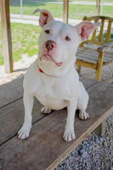 Willa -  Mixed Breed Dog for Adoption in West Chester, Pennsylvania - Willa | PetCurious