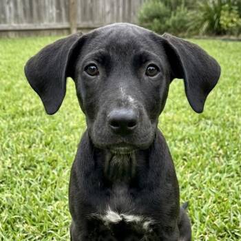 Phoebe -  Labrador Retriever and Mixed Breed Dog for Adoption in Crown Point, Indiana - Phoebe | PetCurious