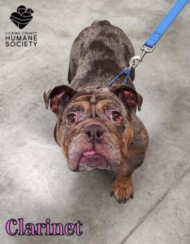 Clarinet -  English Bulldog Dog for Adoption in Heath, Ohio - Clarinet | PetCurious