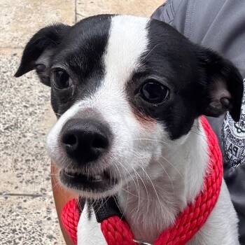 Javier Escuella -  Jack Russell Terrier Dog for Adoption in Philadelphia, Pennsylvania - Javier Escuella | PetCurious
