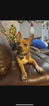Rescue Chihuahua and Pomeranian Dogs for Adoption in Parrish, Florida - Wallace | PetCurious