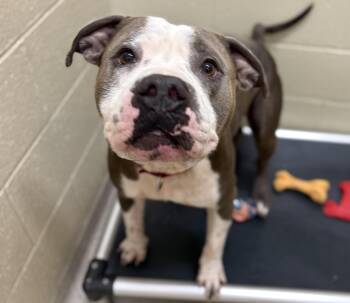 Rook -  Pit Bull Terrier Dog for Adoption in Youngstown, Ohio - Rook | PetCurious
