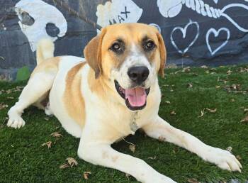 Bear -  Labrador Retriever and Hound Dog for Adoption in New York, New York - Bear | PetCurious