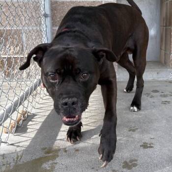 26-0281 "Charlie" -  Pit Bull Terrier Dog for Adoption in Leavenworth, Kansas - 26-0281 "Charlie" | PetCurious