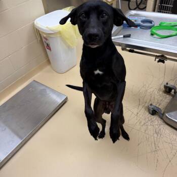Femur -  Mixed Breed Dog for Adoption in Winston-salem, North Carolina - Femur | PetCurious