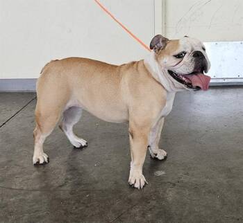 COCONUT -  English Bulldog Dog for Adoption in Tustin, California - COCONUT | PetCurious