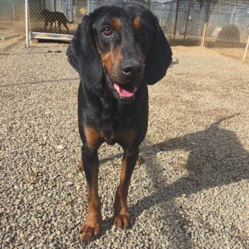 Vance -  Black And Tan Coonhound and Mixed Breed Dog for Adoption in Marble, North Carolina - Vance | PetCurious