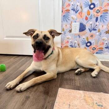Penny Love The Easy Going Lovebug -  Labrador Retriever and Black Mouth Cur Dog for Adoption in Friendswood, Texas - Penny Love The Easy Going Lovebug | PetCurious