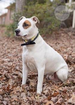 Bernie -  American Staffordshire Terrier Dog for Adoption in Tuscaloosa, Alabama - Bernie | PetCurious