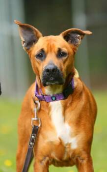 Elwood -  Boxer and Pit Bull Terrier Dog for Adoption in Crescent City, California - Elwood | PetCurious