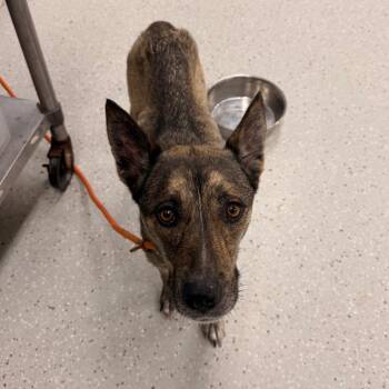 Nora -  German Shepherd Dog Dog for Adoption in Indianapolis, Indiana - Nora | PetCurious