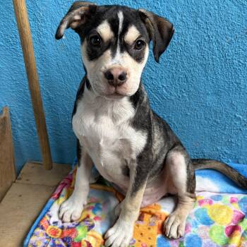 Cooper -  Boxer and Australian Kelpie Dog for Adoption in Poway, California - Cooper | PetCurious