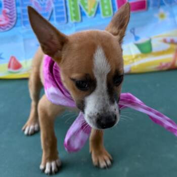 Boxer Dogs Available for Adoption in Aledo, Texas - Penny Jane | PetCurious