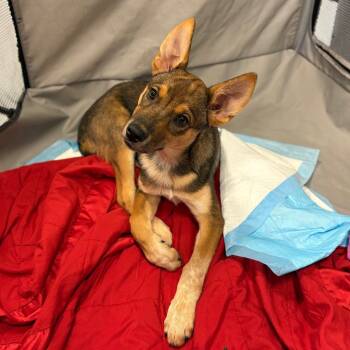 Rescue Mixed Breed Dogs for Adoption in Spokane, Washington - Mina | PetCurious