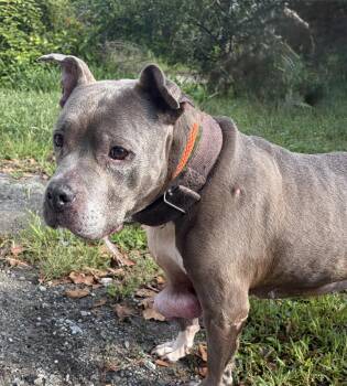 Tara -  Pit Bull Terrier Dog for Adoption in Mckeesport, Pennsylvania - Tara | PetCurious