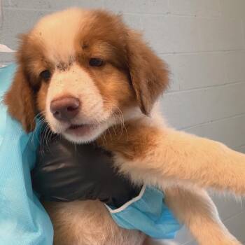 Nico 5609 -  Mixed Breed Dog for Adoption in Loxahatchee Groves, Florida - Nico 5609 | PetCurious