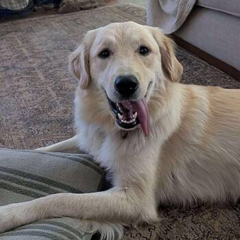 Winnie -  Golden Retriever Dog for Adoption in Waterville, Ohio - Winnie | PetCurious