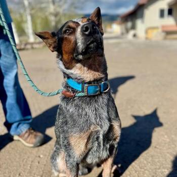 Australian Cattle Dog Blue Heeler Dogs Available for Adoption in Thayne, Wyoming - Rue | PetCurious